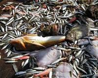 Aqua-Spark investments aim to stop plunder of sea life