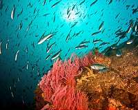 Insight into swimming fish could lead to robotics advances