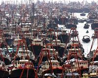 Warming seas may spell end to Britain's fish and chips