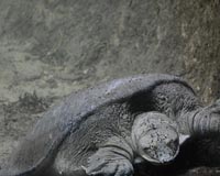 From egg hunter to protector, Malaysian battles to save turtles