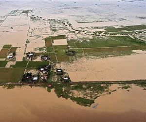Hunt on for rice to resist salt, flooding