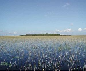 Focusing on water for Central Everglades essential to reversing whole ecosystem's continuing decline