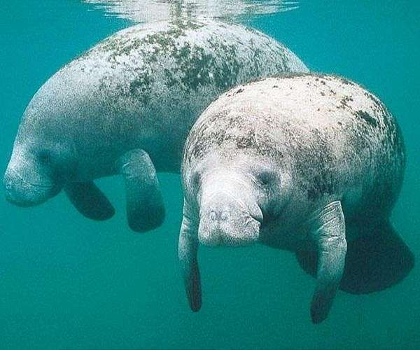 Florida manatees will be fed to prevent starvation