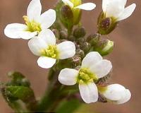 First comprehensive library of master genetic switches in plants