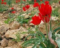 Plant communities in Holy Land can cope with climate change of 'biblical' dimensions