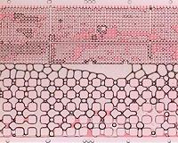 Foam favorable for oil extraction