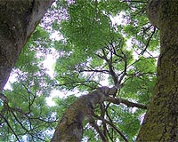 Plan To Conserve Forests May Be Detrimental To Other Ecosystems