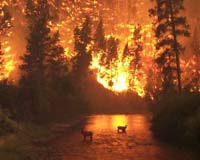 Forest fires force thousands to flee in Canada