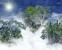 If A Tree Falls In The Forest And No One Hears It Does The Climate Change