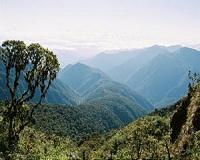Illegal logging widespread in Peru, says study