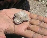 New findings shed light on origin of upright walking in human ancestors