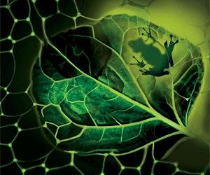 Blueprint For 'Artificial Leaf' Mimics Mother Nature