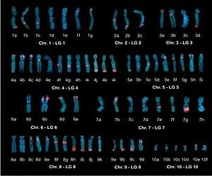 Discovery reveals chromosomes organize into 'yarns'
