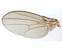 58,046 fruit flies shed light on 100-year old evolutionary question