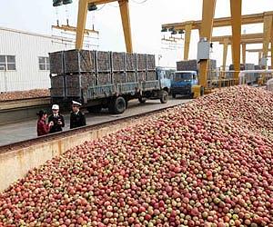 Australia admits defeat on 90-year NZealand apple ban
