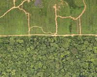 Nestle suspended from 'sustainable' palm oil body