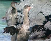 'Not a single species' affected by Galapagos fuel spill