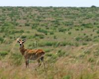 DR Congo planning to allow oil exploration in national parks: NGO