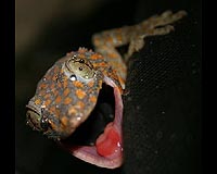 Report Shows US Wildlife Trade Poorly Regulated