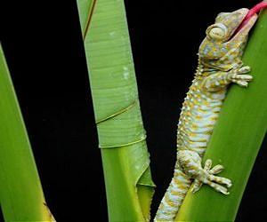 Geckos keep firm grip in wet natural habitat