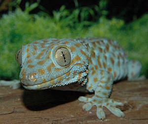 UA scientists collaborate to gain understanding of self-cleaning gecko foot hair