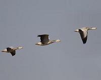 Taiwan culls 6,000 more geese to curb bird flu outbreak