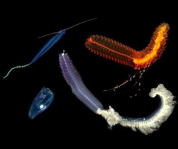 Race to name creatures of the deep as mining interest grows