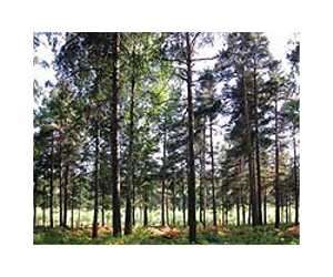 Carbon Offsets Provide Unique New Option For Landowners