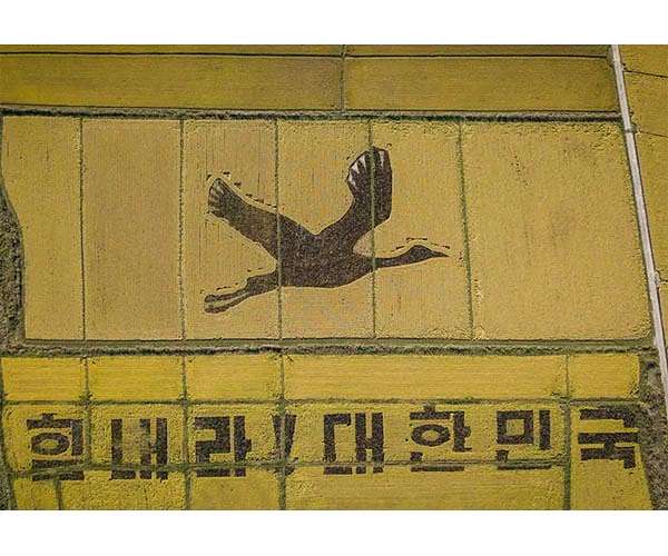 Giant rice crane urges South Koreans to 'Cheer Up!'