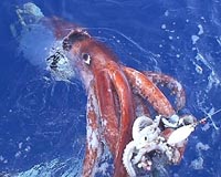Rare giant squid netted in Gulf of Mexico