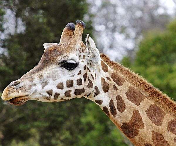 Giraffes bring peace to Kenyan communities once at odds