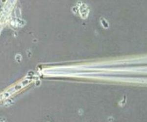 Researchers sequence dark matter of life