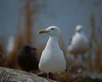 Salish Sea seagull populations halved since 1980s