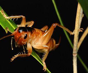 Scientists list top 10 new species in 2010