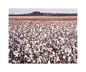 Genetically modified cotton worries some