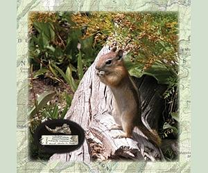 Climate Change And Mountain Building Led To Mammal Diversity