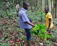 I.Coast studies first cocoa-fired power station