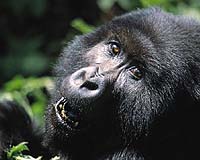 Congo Rebels Agree To Stop Killing Rare Mountain Gorillas