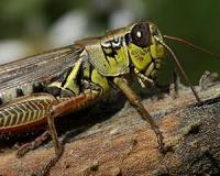 Grasshoppers are what they eat