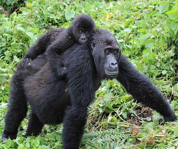 Rare gorilla twins born in conflict-hit DR Congo nature park