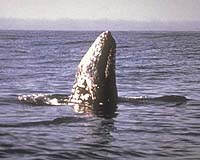 Gray Whales A Fraction Of Historic Levels