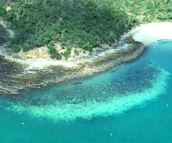Great Barrier Reef sees fragile coral comeback