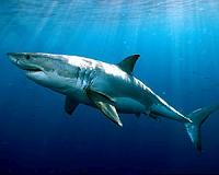 South Africa's great white sharks face extinction: study
