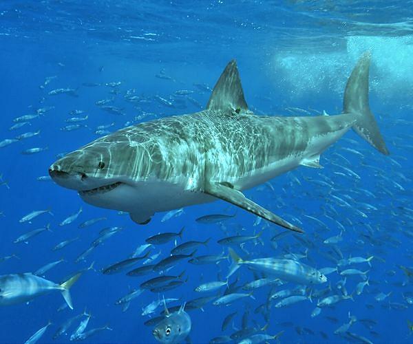 China vlogger who ate great white shark under investigation