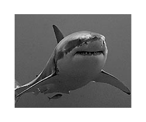 Sharks get hammered at UN wildlife trade meet