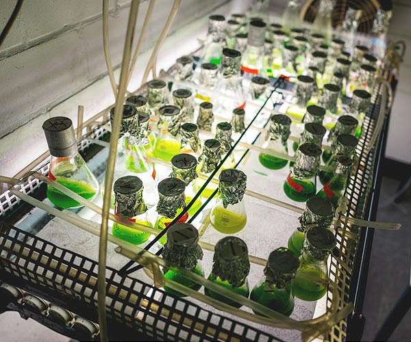 Hydrogen-producing algae may fuel alternative energy economy