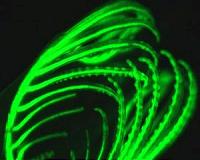 Behind a Marine Creature's Bright Green Fluorescent Glow
