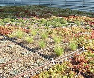 Cool-season grasses more profitable than warm-season grasses