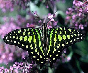 'Barcoding blitz' on Australian moths and butterflies
