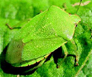 Biology and Management of the Green Stink Bug
